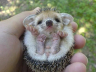 Achtung - Igel unterwegs!! (1/1)